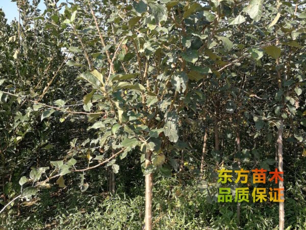 蘋(píng)果苗
