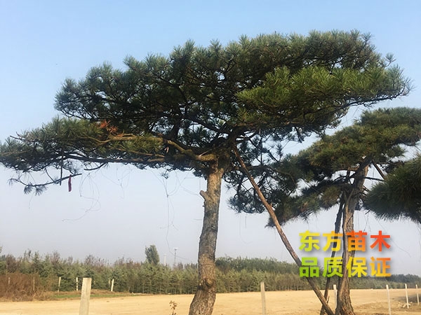 景觀松進行修剪整形的方法