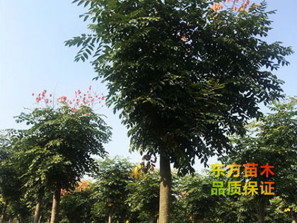 欒樹(shù)