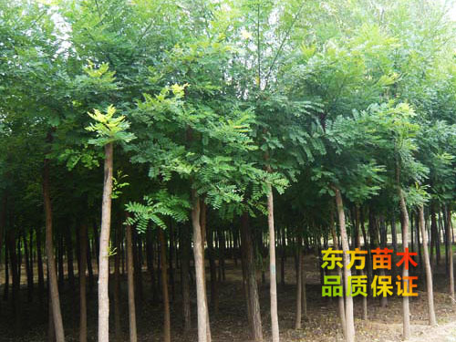 國(guó)槐