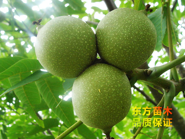 山東果樹苗種植基地