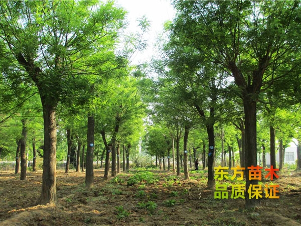 國(guó)槐