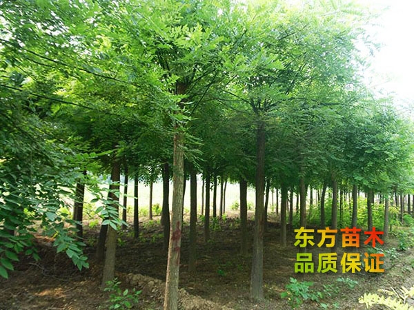 國(guó)槐