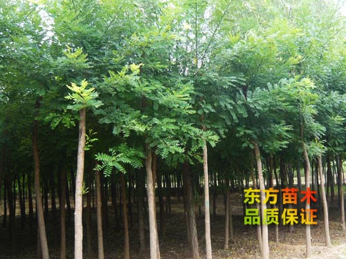 國(guó)槐
