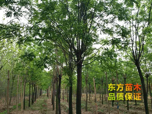 國(guó)槐