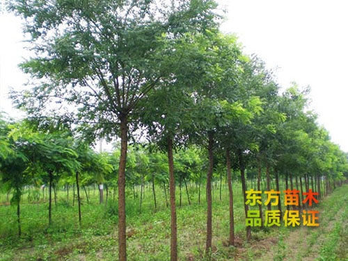 國(guó)槐
