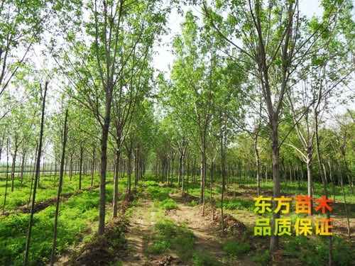 苗木栽培以后應(yīng)該注意哪些？