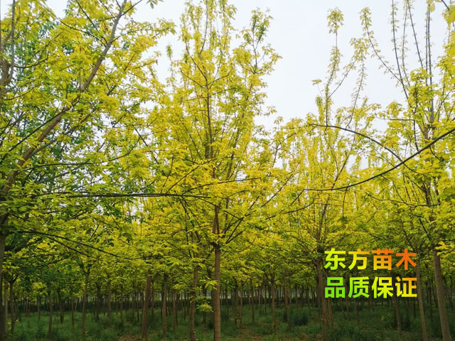 金葉復葉槭
